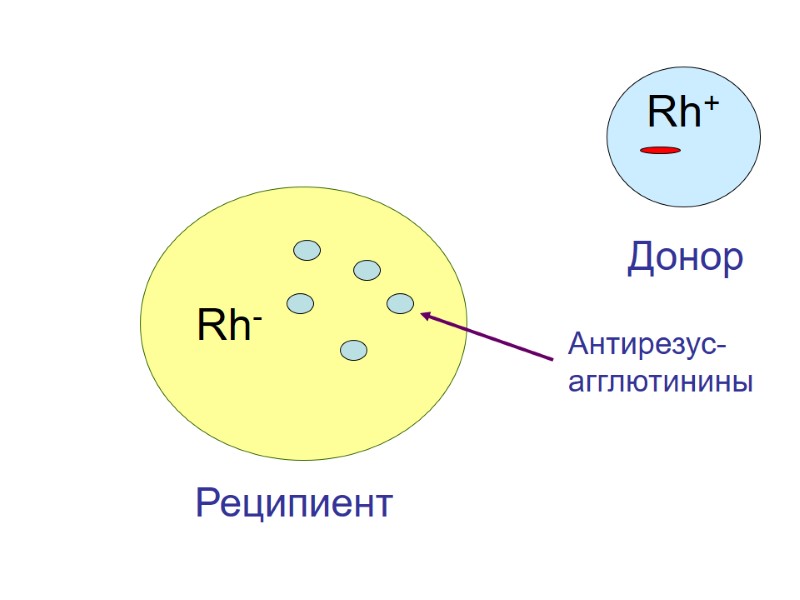 Rh- Реципиент Rh+  Донор Антирезус- агглютинины